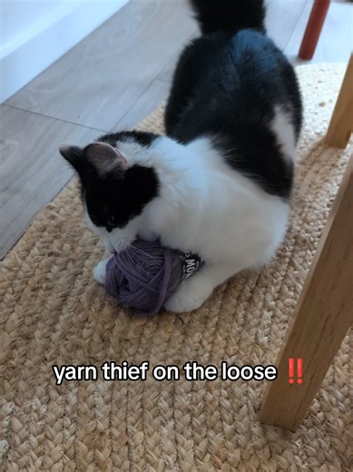 knitters and crocheters be warned ‼️ #kitten #knitting #funnycat