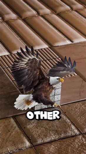 Bird Game Meme Explained #brainrot #meme #funny #shorts #birdgame
