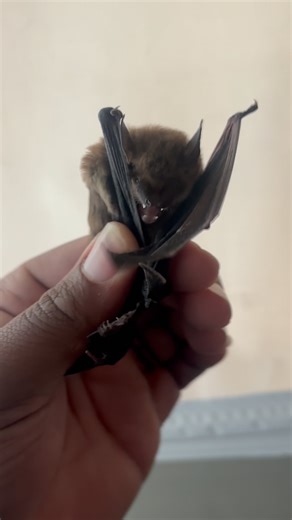 D&R Animal Trapping and Exterminating (440)781-4406 #ExterminatorD #Exterminator #WildLife #animaltrapping #PestControl #wild_life_explore #TrashbinCleaning #Ohio #IGetThemEveryTime #mybaby | Daquan Rustin