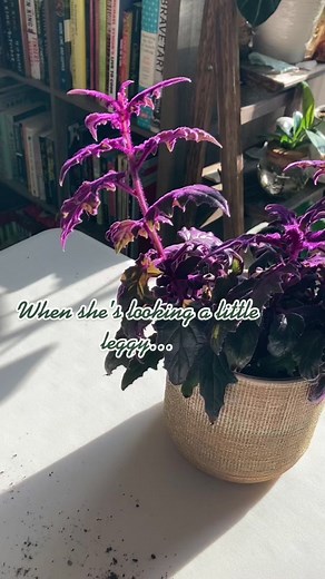 Pruning Guide for Purple Passion Plant | Plant Care Tips