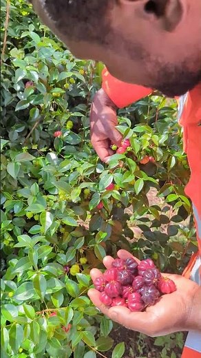 Récolte des cerises 🍒