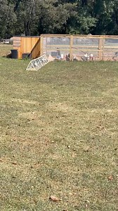 The DIY moveable chunnel! The LINK to purchase the plans is https://staveness-studios.shop You can also watch the full build on our YouTube channel. 🌟 This idea was born from a challenge: our chickens love to scratch, turning any confined area into a dirt patch over time. 🐔💨 That’s why I created a movable ‘Chunnel’ (chicken tunnel) that allows them to explore without destroying the grass! 🌱 Our chickens are thriving, and so many of you have asked how to make one. Well, drum roll please... 🥁