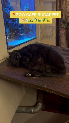 Unique Experience at Budapest's Zoo Cafe