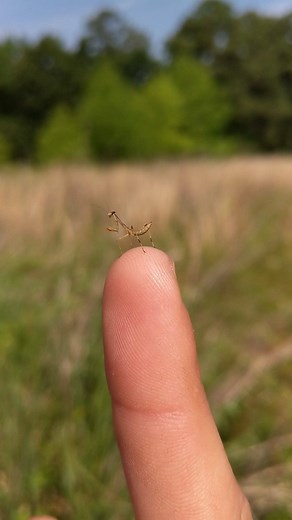 Baby praying mantises – called nymphs – are able to hunt as soon as they hatch. They’ll eat any insect that they can catch, including other baby mantises. Any babies that stay near the egg case too long after hatching are likely to become lunch for their brothers and sisters! Learn more about these fascinating insects at this Saturday's Nature Revealed: Praying Mantis class! | Houston Arboretum & Nature Center