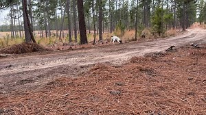 Update on Willie the GSP pup 🐶! Check out this is retrieving now after just a couple of workouts, we use the method of blowing a puff 💨 of air in the ear 👂 in his ear, a couple of times and now it's not necessary anymore. He willingly brings the bird and drops it to hand! Great job Willie! #proplansportingdogs #midnightkenneltraining #germanshorthairedpointer #germanshorthairpointer #midnightkenneltrainingtips | Midnight Kennel