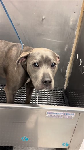 Pitbull Dog Grooming Tutorial: Pampering Session with Dory