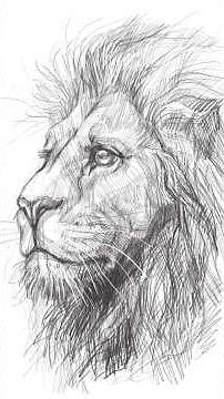 How to Draw a Realistic Lion Face 🦁 | Step-by-Step Animal Portrait for Beginners