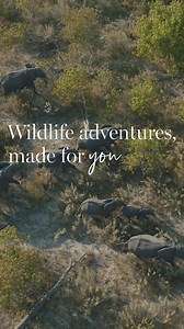 Imagine waking up to the roar of a lion or trekking through steamy rainforests in search of mighty mountain gorillas... Bring this adventure to life with Jacada Travel. From classic African safaris to unique wildlife encounters, a myriad of unique experiences await. | Jacada Travel