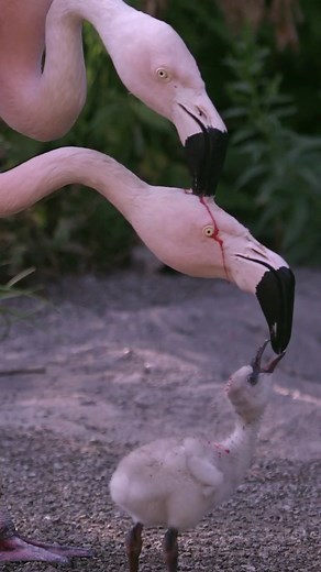 Flamingo Feeding Behavior: Exploring Head Pecking and Blood Drinking