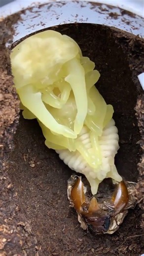 The Enchanting Transformation of the Palawan Giant Flatbed Beetle: A Pupation Journey