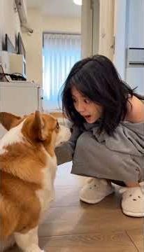 柯基的死亡凝視有多可怕？睡過頭的主人下場是…💀