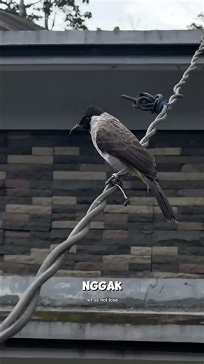 lure the finch, grab it loose