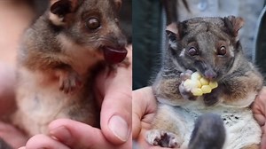 32K views · 2.4K reactions | Posie the Ringtail possum might be all grown up, but still loves her snacks!  | Australian Reptile Park | Facebook
