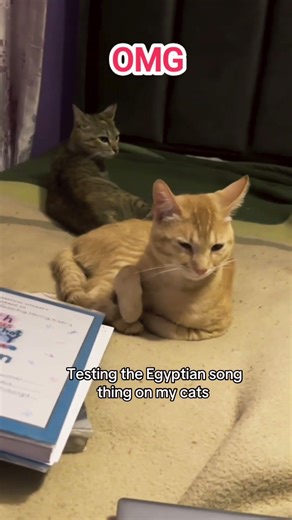 Testing The Egyptian Song 😯 #shorts #cat #cats