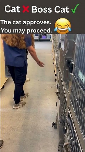 Cats Say, "HELLO" | #cats #shorts #funny