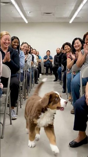 Nobody Wanted This Senior Dog Until This Kind Soul Showed Up 🥺✨#adoption #kindness
