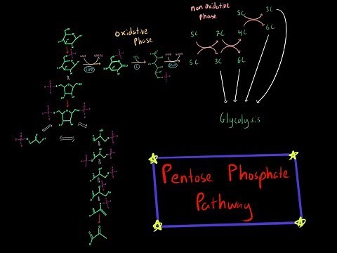 The Pentose Phosphate Pathway (EVERYTHING YOU NEED TO KNOW BY MCAT 99th% SCORER)
