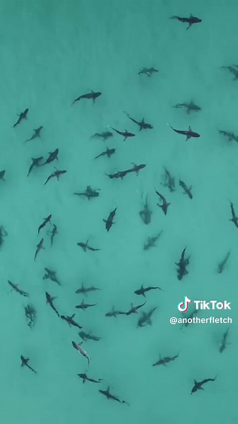 Unreal Shark Encounter at Pensacola Beach