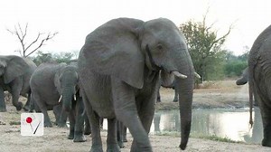 Study Shows Devastating Decline in Elephant Population