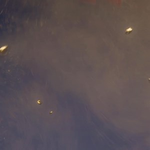 Get diggin’ into specially marked Bluebird packs for a shot at daily cash prizes. T&Cs apply, see GoldenBird.co.nz for info. | Bluebird NZ