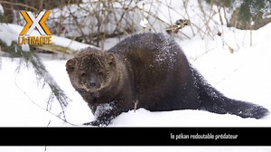 Voici un son que vous risquez d'entendre en forêt ou avez déjà entendu! Il s'agit du Pékan. Petit animal et redoutable prédateur et également un compétiteur des trappeurs. REGARDER LA VIDÉO AU COMPLET! | Trappe QC