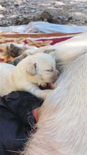 CUTE BABY ANIMALS COMPILATION |LABRADOR DOG NEW VIDEO