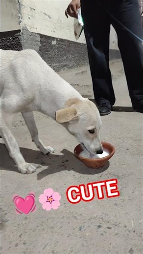 Cute Animal ❤️🐶🌸 please like and subscribe 💓💓 acchi lagi to like bahut acchi lagi to subscribe 🙏🌸🥺