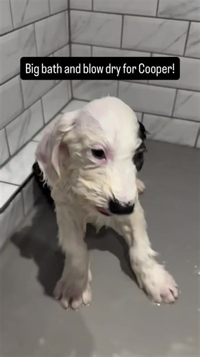 Old English sheepdog puppies #oes #oldenglishsheepdog