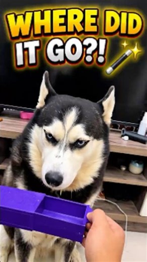 Magic vs. Dog Logic: Who Wins? 😂 #pawventure #shorts