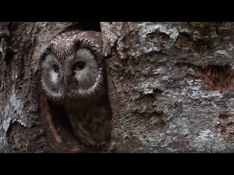 Sur les traces de la chouette, un animal si discret
