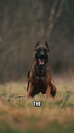 These Military Dogs Jump Out of Planes