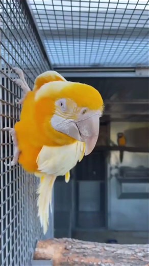 The Living Masterpiece: Meet Mango the Ultra-Rare Lutino Macaw! 💛🦜 #birds #parrot #wildlife