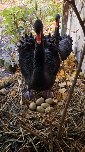 To byl ale ukázkovej zobákouch vozembouch. 😝😁😂😂😂 Tohle je učej' už ve vajíčku a ti malí to pak hned uměj' bez tréninku 😁😁😁. P.S. ...a záhada s pípáním vyřešena: byl to ptáček ☺️. | Dana Abrahamová