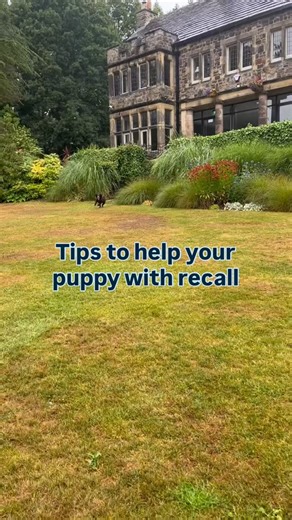 🎥 Recall Tips for Your Puppy! Struggling to get your puppy to come back when called? Don’t worry — it’s all part of the learning process. In this video, we’re sharing 4 simple tips to start building a reliable recall from day one: ✅ Start indoors in a controlled, less distracting environment ✅ Make coming back amazing, think top-tier treats and fun! ✅ Play engagement games like puppy ping pong to make recall exciting ✅ Use a longline outdoors to give freedom but ensure success With consistency 