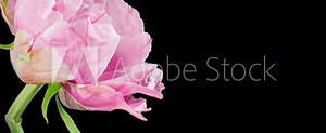 Pink Flower of Tree Peony Blooming in Time Lapse Close up on a Black Background. Beautiful Petals of Paeonia sect. Moutan Opens in Timelapse