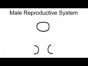 Male Reproductive System Diagram | Male Reproductive System | How to Draw Male Reproductive System