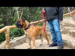 Bullmastiff FT Dogo de Burdeos, Boxer, Presa Canario, Rottweiler