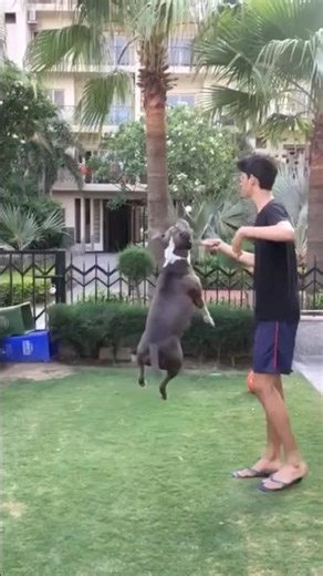 Flying Pitbull #pets #funny pitbulldog #highjump #doglovers #animallover