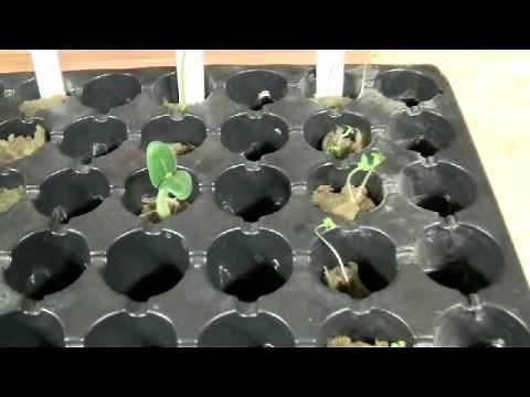 Starting Seeds for Hydroponic Systems