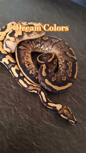 Dream Colors of Ball Python #ballpython #königspython #pythonregius