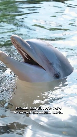Dive into the best summer ever through our interactive day camp! SeaWorld's summer day camps offer fun, educational experiences with superior safety standards, low counselor-to-camper ratios, and caring, well-trained staff. 💙 Right now you can save $50 during our Memorial Day Sale, so don't miss out! Learn more: http://spklr.io/6181hbu3 | SeaWorld Orlando