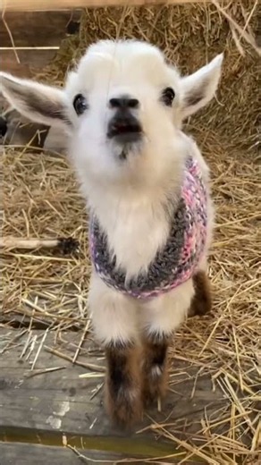 Cute Baby Goat Standing So Innocently 🐐❤️ | Adorable Goat Kid #shorts