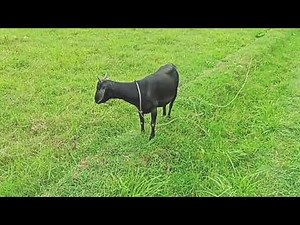 Animal Husbandry: Best Practices for Beginners