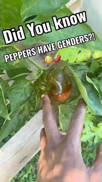 I NEVER Knew Peppers Could Do THIS! 😳🌶️ | Male vs. Female Pepper Myth EXPLAINED
