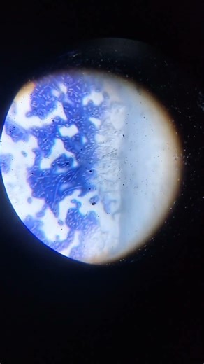 A sample of bacteria grown in my Wine Batch #biology #microbiology #bacteria #wine #grapewine