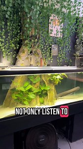 261K views · 6.9K reactions | Listen and see the electrical eel SHOCK!!! #aquarium #fishtanks #electriceel | UaruJoey | Facebook