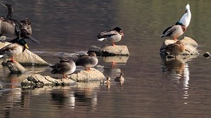 Little Grebe, Chick, Rice Field. Free Stock Video