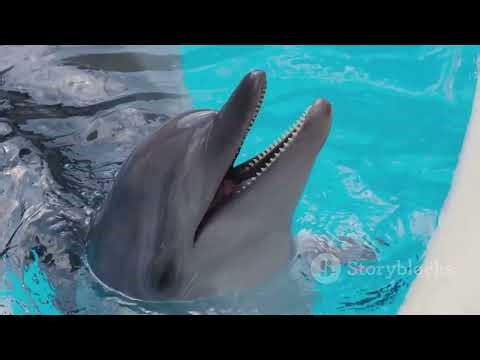 10 interesting facts about dolphins