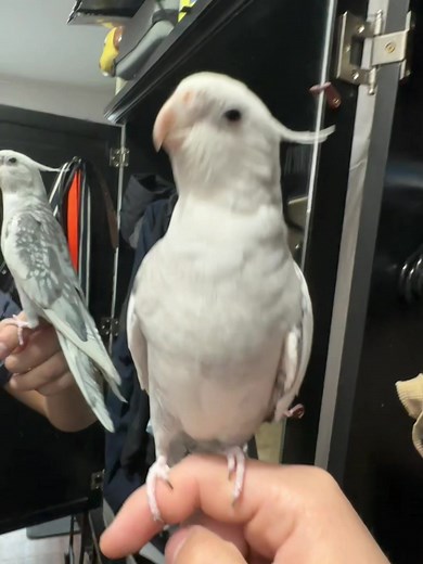 Cute White Cockatiel Singing and Chirping Melodies