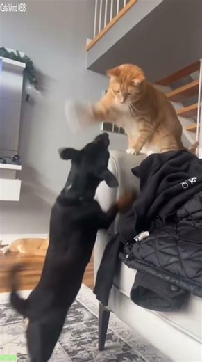 Cute Kittens 😾 funny cats meme 🙀 # Episode 6776